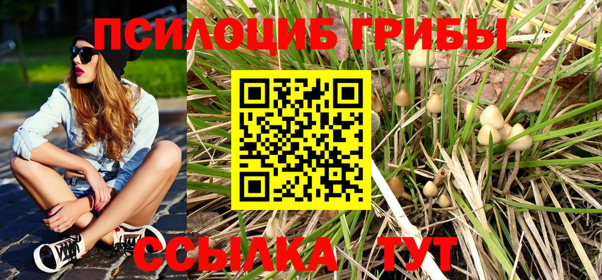 Галлюциногенные грибы Psilocybe  Вход с VPN  сколько стоит  Вольск 